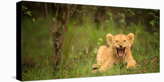 Lion cub roaring, Masai Mara, Kenya, East Africa, Africa-Karen Deakin-Premier Image Canvas