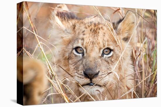 Lion Cub-Howard Ruby-Premier Image Canvas