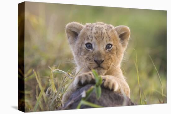 Lion Cub-null-Premier Image Canvas