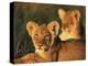 Lion Cubs Approximately 2-3 Months Old, Kruger National Park, South Africa, Africa-Ann & Steve Toon-Premier Image Canvas