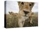 Lion Cubs in Masai Mara Game Reserve, Kenya-Paul Souders-Premier Image Canvas