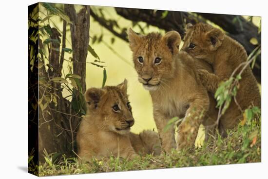 Lion Cubs in the Bush, Maasai Mara Wildlife Reserve, Kenya-Jagdeep Rajput-Premier Image Canvas