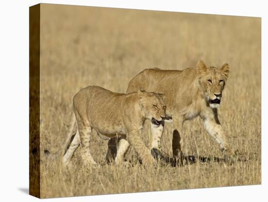 Lion Cubs, Masai Mara National Reserve, Kenya, East Africa, Africa-James Hager-Premier Image Canvas