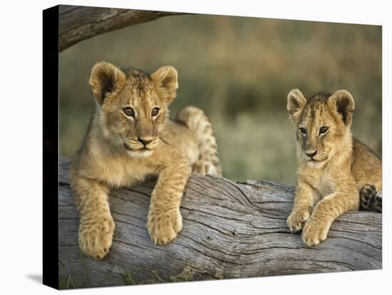 Lion Cubs on Log, Masai Mara, Kenya-Adam Jones-Premier Image Canvas