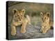 Lion Cubs on Log, Masai Mara, Kenya-Adam Jones-Premier Image Canvas