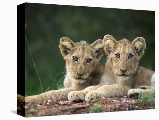 Lion Cubs, Panthera Leo, in Kruger National Park Mpumalanga, South Africa-Ann & Steve Toon-Premier Image Canvas