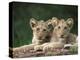 Lion Cubs, Panthera Leo, in Kruger National Park Mpumalanga, South Africa-Ann & Steve Toon-Premier Image Canvas