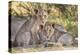 Lion cubs (Panthera leo) in the Kalahari, Kgalagadi Transfrontier Park, Northern Cape, South Africa-Ann and Steve Toon-Premier Image Canvas