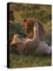 Lion Cubs Playing, Masai Mara, Kenya, East Africa, Africa-Murray Louise-Premier Image Canvas