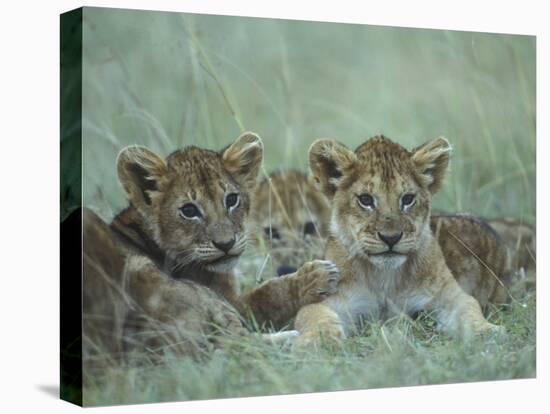 Lion Cubs Rest in Grass, Masai Mara Game Reserve, Kenya-Paul Souders-Premier Image Canvas