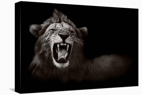 Lion Displaying Dangerous Teeth-Donvanstaden-Stretched Canvas