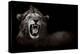 Lion Displaying Dangerous Teeth-Donvanstaden-Stretched Canvas