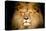 Lion Face-Lantern Press-Stretched Canvas