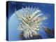 Lion Fish-Durwood Coffey-Premier Image Canvas