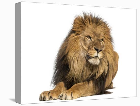 Lion Lying Down, Looking Away, Panthera Leo, 10 Years Old, Isolated on White-Life on White-Premier Image Canvas