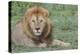 Lion Lying on Grass Resting, Look of Surprise While Looking at Viewer-James Heupel-Premier Image Canvas