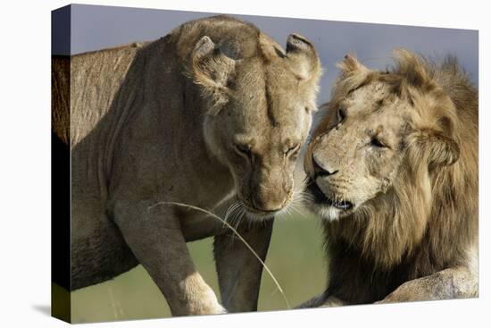 Lion Male and Female-null-Premier Image Canvas