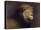 Lion Male-Harro Maass-Premier Image Canvas