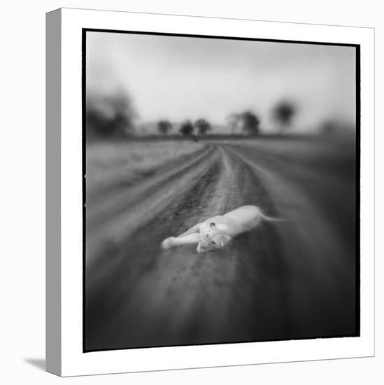 Lion, Masai Mara Game Reserve, Kenya-Paul Souders-Premier Image Canvas