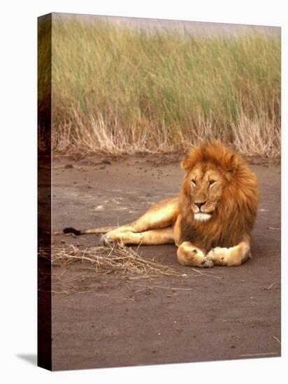 Lion, Masai Mara Game Resv, Kenya, Africa-Elizabeth DeLaney-Premier Image Canvas