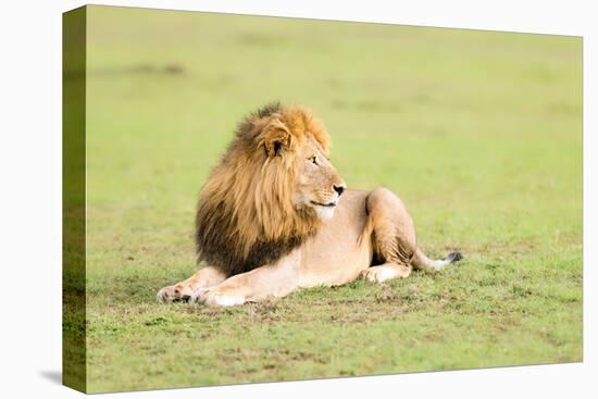 Lion, Masai Mara, Kenya, East Africa, Africa-Karen Deakin-Premier Image Canvas