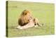 Lion, Masai Mara, Kenya, East Africa, Africa-Karen Deakin-Premier Image Canvas