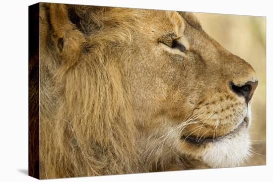 Lion, Ngorongoro Conservation Area, Tanzania-null-Premier Image Canvas