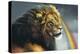 Lion of Judah-Spencer Williams-Premier Image Canvas