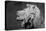 Lion of the Art Institute Chicago BW-Steve Gadomski-Premier Image Canvas