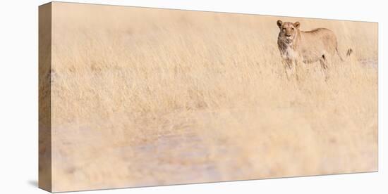 Lion, Okavango Delta, Botswana, Africa-Karen Deakin-Premier Image Canvas