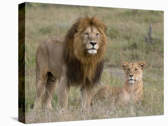 Lion Pair (Panthera Leo), Masai Mara National Reserve, Kenya, East Africa, Africa-Sergio Pitamitz-Premier Image Canvas