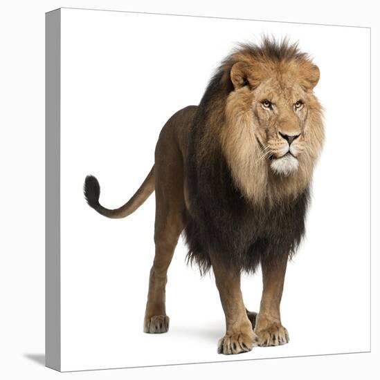 Lion, Panthera Leo, 8 Years Old, Standing in Front of White Background-Life on White-Premier Image Canvas