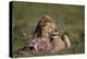 Lion (Panthera Leo) at a Wildebeest Carcass-James Hager-Premier Image Canvas