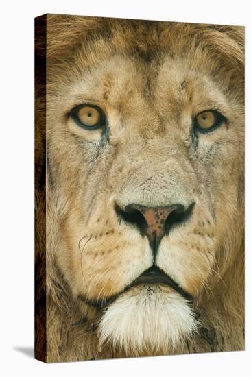 Lion (Panthera Leo) Close Up Portrait of Male, Captive Occurs in Africa-Edwin Giesbers-Premier Image Canvas