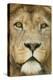 Lion (Panthera Leo) Close Up Portrait of Male, Captive Occurs in Africa-Edwin Giesbers-Premier Image Canvas