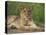 Lion (Panthera Leo), Cub, Kruger National Park, South Africa, Africa-Ann & Steve Toon-Premier Image Canvas