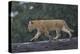 Lion (Panthera Leo) Cub on a Downed Tree Trunk in the Rain-James Hager-Premier Image Canvas