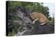 Lion (Panthera Leo) Cub on a Downed Tree Trunk in the Rain-James Hager-Premier Image Canvas