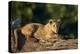 Lion (Panthera Leo) Cub on a Downed Tree Trunk, Ngorongoro Crater, Tanzania, East Africa, Africa-James Hager-Premier Image Canvas