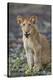 Lion (Panthera leo) cub, Selous Game Reserve, Tanzania, East Africa, Africa-James Hager-Premier Image Canvas