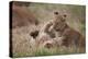 Lion (Panthera Leo) Cubs Playing, Ngorongoro Crater, Tanzania, East Africa, Africa-James Hager-Premier Image Canvas