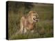 Lion (Panthera Leo) Demonstrating the Flehmen Response-James Hager-Premier Image Canvas