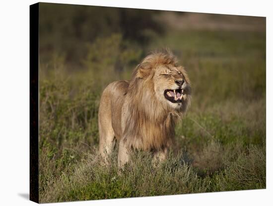 Lion (Panthera Leo) Demonstrating the Flehmen Response-James Hager-Premier Image Canvas