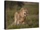 Lion (Panthera Leo) Demonstrating the Flehmen Response-James Hager-Premier Image Canvas