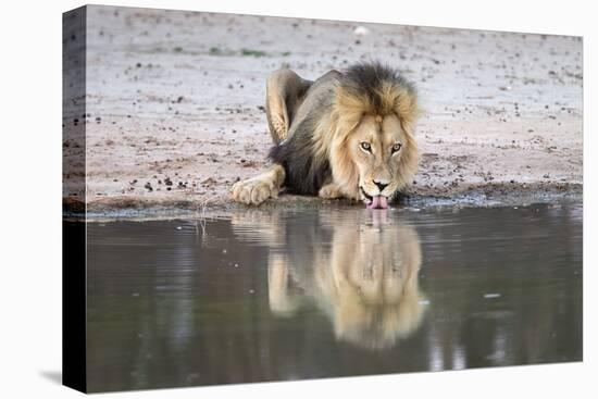 Lion (Panthera Leo) Drinking, Kgalagadi Transfrontier Park, South Africa, Africa-Ann and Steve Toon-Premier Image Canvas