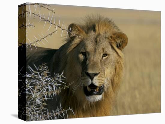 Lion (Panthera Leo), Etosha, Namibia, Africa-Steve & Ann Toon-Premier Image Canvas
