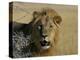 Lion (Panthera Leo), Etosha, Namibia, Africa-Steve & Ann Toon-Premier Image Canvas