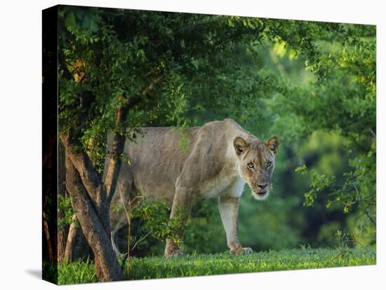 Lion (Panthera leo), female amongst trees. Mana Pools National Park, Zimbabwe-Tony Heald-Premier Image Canvas
