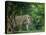 Lion (Panthera leo), female amongst trees. Mana Pools National Park, Zimbabwe-Tony Heald-Premier Image Canvas