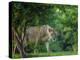 Lion (Panthera leo), female amongst trees. Mana Pools National Park, Zimbabwe-Tony Heald-Premier Image Canvas